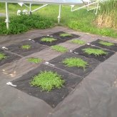 すくすくシート35平米 １m×35m 完全植栽マニュアル付き クラピア 芝桜 マルチング