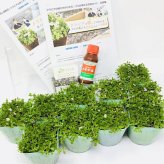 クラピア K5（薄桃）  20株 すくすくセット 完全植栽マニュアル付き 苗20ポット 肥料 活力剤 2種（有機入り一発果菜肥料、メネデール） イワダレソウ改良種 グランドカバー プランツ 雑草対策 庭 ガーデニング diy 緑化 おすすめ ガーデン 植物 多年草