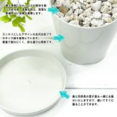 PLANCHU 観葉植物 ポトス エメラルド 3.5号鉢 受け皿付き 育て方説明書付き PVP Epipremnum aureum ‘N'Joy Lime’ エピプレムナム アロイド