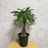 観葉植物 パキラ グラブラ 5本編み 5号 高さ約45cm マネーツリー 発財樹 縁起物 金運 風水 育てやすい 耐陰性 インテリア 玄関 リビング 新築祝い 開店祝い 開業祝い 移転祝い 周年祝い 引っ越し祝い 誕生日 お祝い ギフト プレゼント おしゃれ