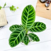 PLANCHU 観葉植物 カラテア ゼブリナ フミリオル 4号鉢 受け皿付き 育て方説明書付き Calathea zebrina ‘Humilior’