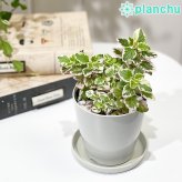 PLANCHU 観葉植物 プレクトランサス ミントリーフ 3.5号鉢 受け皿付き 育て方説明書付き Plectranthus madagascariensis ‘Variegated Mintleaf’ 斑入り アロマティカス ハーブ苗 虫除け植物