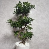 ガジュマル 観葉植物 八の字 8号鉢苗 大型 盆栽 末広がりの8の字 室内 珍しい 希少種 多幸の木 幸福をもたらす精霊が住むガジュマルの木 おしゃれなインテリア 結婚祝い 新築祝い 開店祝い 開業祝い 誕生日 母の日 父の日 記念日 プレゼントギフト 肥料別売り 敬老の日