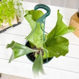 PLANCHU 観葉植物 プラティケリウム ステマリア 6号吊り鉢 育て方説明書付き Platycerium stemaria ビカクシダ コウモリラン シダ植物