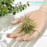 PLANCHU エアプランツ ティランジア イオナンタ ルブラ Mサイズ 1株 W7×H6cm前後 育て方説明書付き Tillandsia ionantha ‘Rubra’ エアープランツ チランジア