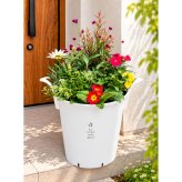 季節の寄せ植え La nature ハンドリーポット 内径24cm （ホワイト・4色展開）６～7種類のお花で構成 鉢植え ラッピング不可 ギフトメッセージOK