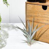 PLANCHU エアプランツ ティランジア ストリクタ パープルレイン 1株 W12×H12cm前後 育て方説明書付き Tillandsia stricta ‘Purple Rain’ エアープランツ チランジア
