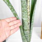 PLANCHU 観葉植物 ケスネリア マルモラータ 4号鉢 受け皿付き 育て方説明書付き Quesnelia marmorata ブロメリア