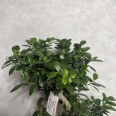 ガジュマル 観葉植物 八の字 8号鉢苗 大型 盆栽 末広がりの8の字 室内 珍しい 希少種 多幸の木 幸福をもたらす精霊が住むガジュマルの木 おしゃれなインテリア 結婚祝い 新築祝い 開店祝い 開業祝い 誕生日 母の日 父の日 記念日 プレゼントギフト 肥料別売り 敬老の日