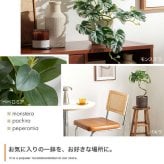 【高さ55cm】光触媒人工観葉植物 パキラ 幅35cm×奥行35cm×高さ55cm コンパクト 天然木 お部屋に気軽に飾れて空間を美しく彩るフェイクグリーン 本物の植物のようなリアルな質感とインテリアに馴染む風合いが魅力です