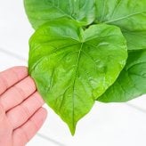 PLANCHU 観葉植物 フィカス ウンベラータ 3.5号鉢 受け皿付き 育て方説明書付き Ficus umbellata ゴムノキ