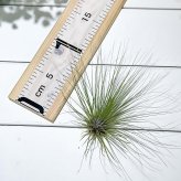 PLANCHU エアプランツ ティランジア フィリフォリア Lサイズ 1株 W25×H16cm前後 育て方説明書付き Tillandsia filifolia エアープランツ チランジア