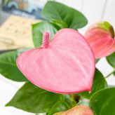 PLANCHU 観葉植物 アンスリウム ピンク 5号樹脂鉢 ホワイト サスティー付き 受け皿付き 育て方説明書付き Anthurium andraeanum cv. アンスリューム アロイド 鉢花