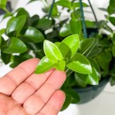 PLANCHU 観葉植物 ホヤ クミンギアナ 5号吊り鉢 育て方説明書付き Hoya cumingiana サクララン 桜蘭