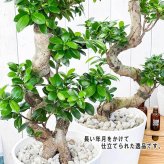 観葉植物 ガジュマル 昇り竜＆八の字 2鉢セット 8号鉢 受け皿付き 育て方説明書付き Ficus microcarpa フィカス ミクロカルパ 精霊の宿る木