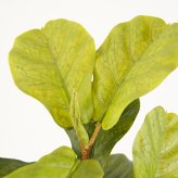 観葉植物 造花 カシワバゴム BROWN 全高約150cm 大型 ゴムの木 フェイクグリーン 本物そっくり おしゃれ インテリア 人工観葉植物 アーティフィシャルグリーン オフィス 店舗 ホテル 開店祝い 室内 フィドルリーフ フェイク