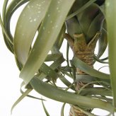 観葉植物 造花 チランジア ミックス BROWN 全高約81cm 中型 フェイクグリーン 本物そっくり おしゃれ インテリア 人工観葉植物 アーティフィシャルグリーン オフィス 店舗 ホテル 開店祝い 室内 エアプランツ フェイク