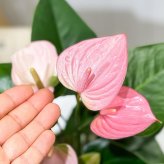 PLANCHU 観葉植物 アンスリウム ロイヤルピンクチャンピオン 4号鉢 受け皿付き 育て方説明書付き Anthurium andraeanum ‘Royal Pink Champion’ アンスリューム アロイド 鉢花 ピンク系
