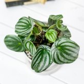 PLANCHU 観葉植物 ペペロミア アルギレイア 4号樹脂鉢 ホワイト サスティー付き 受け皿付き 育て方説明書付き Peperomia argyreia スイカペペ