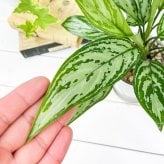 PLANCHU 観葉植物 アグラオネマ シルバークイーン 4号鉢 受け皿付き 育て方説明書付き Aglaonema ‘Silver Queen’ 幸せを招くタイの宝石 アロイド