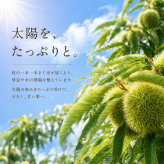 焼き栗 和栗 丹波栗【送料無料】スイーツ 和菓子 お菓子  丹波焼き栗 230g 【丹波の幸】食べ物 くり 栗スイーツ 甘栗 国産 栗 内祝い お返し プチギフト お取り寄せ ご当地 高級 グルメ 勝栗 搗栗