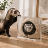 フェレット ガラスブロック ペット うさぎ メモリアルプレート ペットロス 写真立て ギフト 記念 ペット写真 オリジナル ペットグッズ 名入れ メモリアルフォトフレーム プレゼント 犬 愛猫家 感謝 メモリアルグッズ 飼い主 愛犬家 誕生日 メモリアル 贈り物 フォトフレーム ペットメモリアル うちの子記念日 猫 置き物 おしゃれ ディスプレイ うちの子 記念品 記念日 虹の橋 写真【c01】