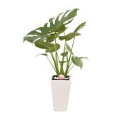 モンステラ 6号 角陶器 高さ約65cm 観葉植物