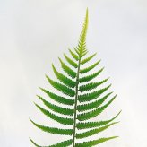 観葉植物 造花 ファーン BROWN 全高約74cm 卓上・小型 フェイクグリーン 本物そっくり おしゃれ インテリア 人工観葉植物 アーティフィシャルグリーン オフィス 店舗 ホテル 開店祝い 室内 ミニ シダ 観葉 フェイク