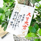 PLANCHU 観葉植物 ガジュマル 八の字 8号鉢 受け皿付き 育て方説明書付き Ficus microcarpa フィカス ミクロカルパ 精霊の宿る木