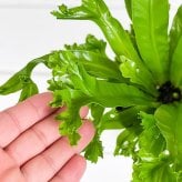 PLANCHU 観葉植物 アスプレニウム レズリー 4号鉢 受け皿付き 育て方説明書付き Asplenium nidus ‘Leslie’ シマオオタニワタリ シダ植物