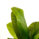 観葉植物 造花 バナナ BROWN 全高約130cm 大型 フェイクグリーン 本物そっくり おしゃれ インテリア 人工観葉植物 アーティフィシャルグリーン オフィス 店舗 ホテル 開店祝い 室内 バナナツリー トロピカル フェイク