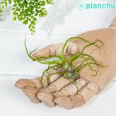 PLANCHU エアプランツ ティランジア ブルボーサ Mサイズ 1株 W7×H10cm前後 育て方説明書付き Tillandsia bulbosa エアープランツ チランジア