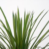 観葉植物 造花 ユッカ ロストラータ BROWN 全高約91cm 中型 フェイクグリーン 本物そっくり おしゃれ インテリア 人工観葉植物 アーティフィシャルグリーン オフィス 店舗 ホテル 開店祝い 室内 ブルー フェイク