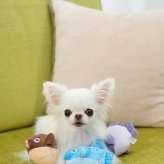 DADWAYPET ダッドウェイペット FAD＋ ファッドプラス プラッシュトイ アンコウ 犬用おもちゃ