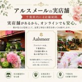 ガーデンシクラメン ミニシクラメン苗 寄せ植え 5ポット シクラメン、ガーデンシクラメン シクラメン 送料無料 赤 紫 ガーデン シクラメン ギフト 花 誕生日プレゼント 誕生日 女友達 宅配 長持ち プレゼント