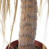 観葉植物 造花 ユッカ BROWN 全高約85cm 中型 フェイクグリーン 本物そっくり おしゃれ インテリア 人工観葉植物 アーティフィシャルグリーン オフィス 店舗 ホテル 開店祝い 室内 青年の木 エレファンティペス フェイク