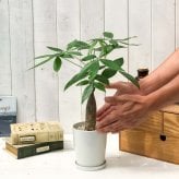 PLANCHU 観葉植物 パキラ 太幹 4号鉢 受け皿付き 育て方説明書付き Pachira glabra 発財樹