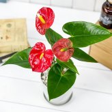 PLANCHU 観葉植物 アンスリウム レッド 4号鉢 受け皿付き 育て方説明書付き Anthurium andraeanum cv. アンスリューム アロイド 鉢花