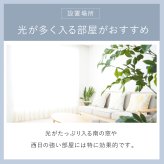 窓用 日よけシート 2枚組 3個セット(計6枚) アーネスト 日本製 遮光率約80％ 断熱効果約40％ UV約76％カット 遮熱シート 断熱シート 窓目隠し レース柄 アルミ蒸着 凹凸ガラス対応 貼り直しOK 46×90cm 西日 日差し 紫外線対策 リビング 寝室 夏