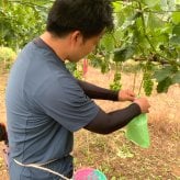 長野県産 ぶどう シャインマスカット 秀品 贈答用 果物 フルーツ お取り寄せ 産地直送 【送料無料(一部地域除く)】