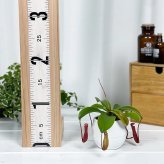 PLANCHU 食虫植物 ネペンテス 3号丸鉢 育て方説明書付き Nepenthes ウツボカズラ