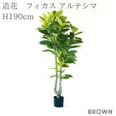 観葉植物 造花 フィカス アルテシマ BROWN 全高約190cm 大型 2本立ち フェイクグリーン 高級 本物そっくり リアル おしゃれ インテリア 人工観葉植物 アーティフィシャルグリーン シンボルツリー オフィス 店舗 ホテル 開店祝い 室内 リビング 玄関 風水 ゴムの木