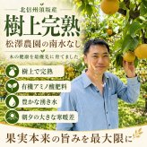 梨 南水 長野県産 約5kg 樹上完熟 松澤農園 北信州須坂産 産地直送 なし ナシ 秀品 ギフト 贈答物 お中元 お歳暮 果物 フルーツ 送料無料