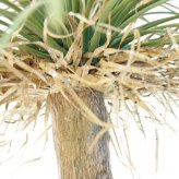 観葉植物 造花 ユッカ ロストラータ BROWN 全高約120cm 大型 フェイクグリーン 本物そっくり おしゃれ インテリア 人工観葉植物 アーティフィシャルグリーン オフィス 店舗 ホテル 開店祝い 室内 ブルー フェイク