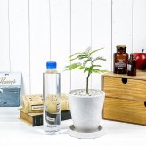 PLANCHU 観葉植物 コヨバ エバーフレッシュ 4号樹脂鉢 ホワイト サスティー付き 受け皿付き 育て方説明書付き Cojoba arborea var. angustifolia アカサヤネムノキ
