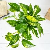 PLANCHU 観葉植物 ポトス ゴールデン 5号鉢 受け皿付き 育て方説明書付き Epipremnum aureum エピプレムナム アロイド
