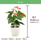 アンスリウム 5号 赤 丸陶器 高さ約65cm 観葉植物