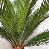 現品 観葉植物 ソテツ 蘇鉄 高さ80cm 10号鉢苗 大型種類 大きい 鉢植え 和風 和室 南国 おしゃれな室内インテリア 日陰 風水 玄関 リビング 初心者におすすめ 簡単で育てやすい 耐陰性 部屋 屋外 かわいい ベランダ プレゼント ギフト 開店祝い 結婚祝い 窓際 テレビ横 モダン 贈答