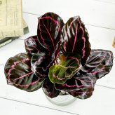 PLANCHU 観葉植物 カラテア ドッティ 4号鉢 受け皿付き 育て方説明書付き Calathea roseopicta ‘Dottie’