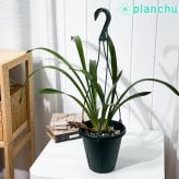 PLANCHU 東洋ラン シンビジウム フォアゴットンフルーツ 6号吊り鉢 育て方説明書付き Cymbidium ‘Forgotten Fruits’ ミツバチラン キンリョウヘン シンビジューム